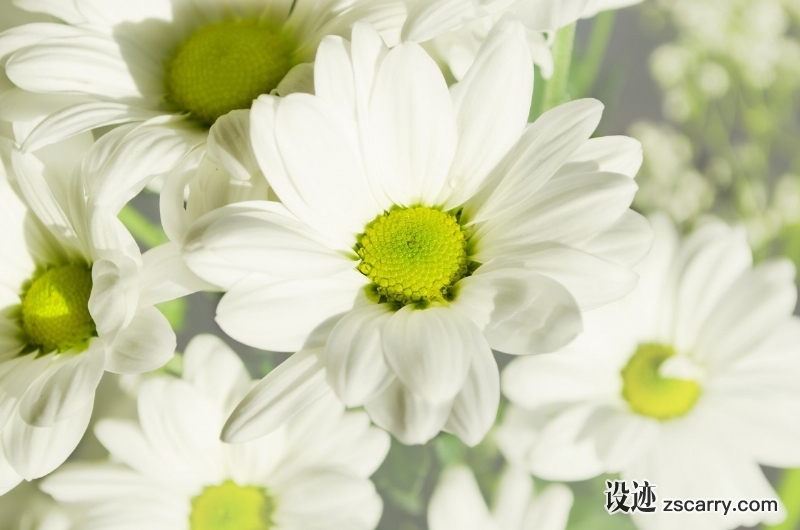 flowers_flower_plants_nature_macro_background_season_gift-1022951.jpg 方案配图,色彩意境,白色,