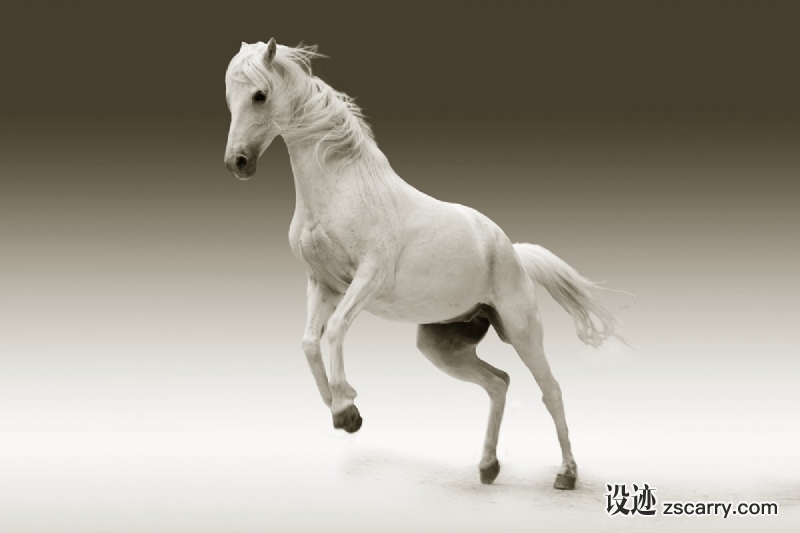 mare_animal_nature_ride_coupling_pasture_mold_mammal-917625.jpg 方案配图,色彩意境,白色,