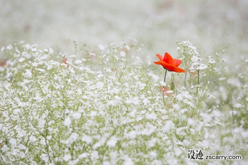 poppy_gypsophila_elegans_red_color_white_garden_red_flower-664910.jpg 方案配图,色彩意境,白色,