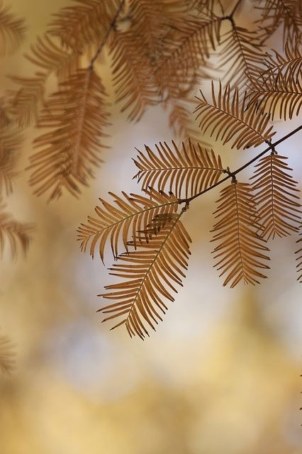 0bf24b7e0bd187c0bf475565d5f86387.jpg 方案配图,色彩意境,褐色,