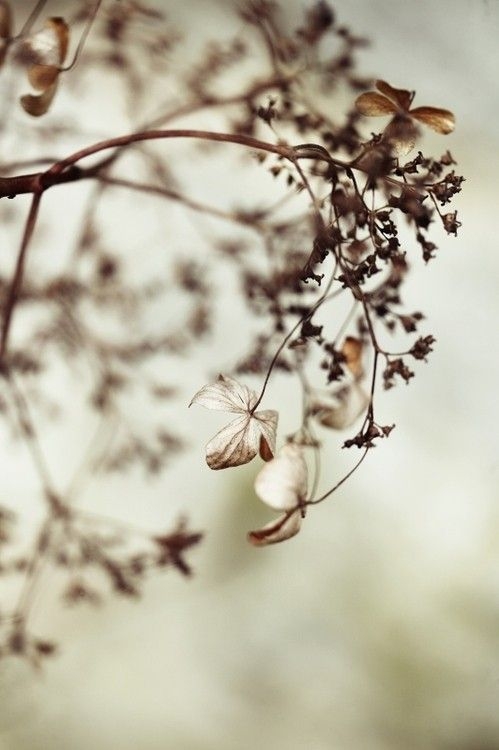 46c448c124b2af55e566bbaa3ce11518.jpg 方案配图,色彩意境,褐色,