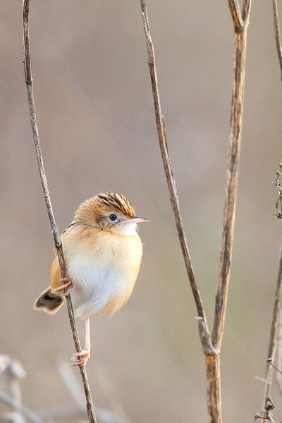 63c12c2763a86677a656a8fcd41963da.jpg 方案配图,色彩意境,褐色,