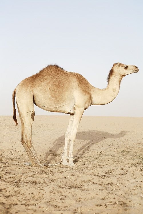 0503c22da86c4f8f3574b402c715bcad.jpg 方案配图,色彩意境,褐色,