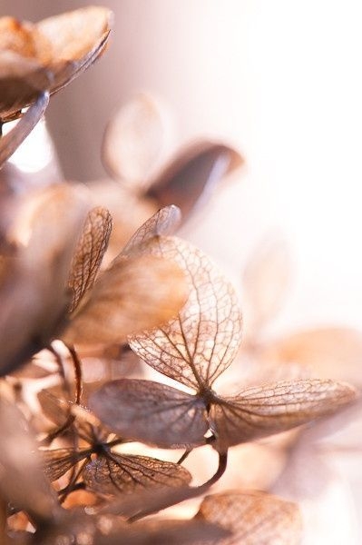 927b6b189c9a5aa18a8c81b60d8bbf0e.jpg 方案配图,色彩意境,褐色,