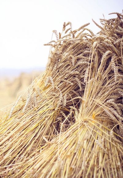 60312c1d49841f16fa271122efb32f73.jpg 方案配图,色彩意境,褐色,