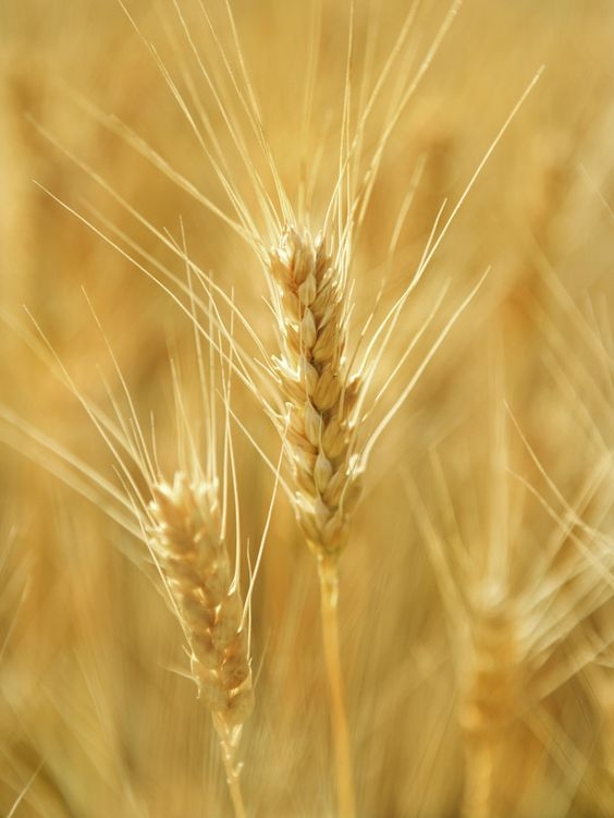 994612eceb331e9aa7883a6497a0f878.jpg 方案配图,色彩意境,褐色,