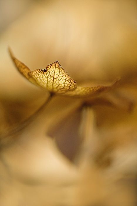 b55a99b8fc81beb1fb32fa5d601760a3.jpg 方案配图,色彩意境,褐色,