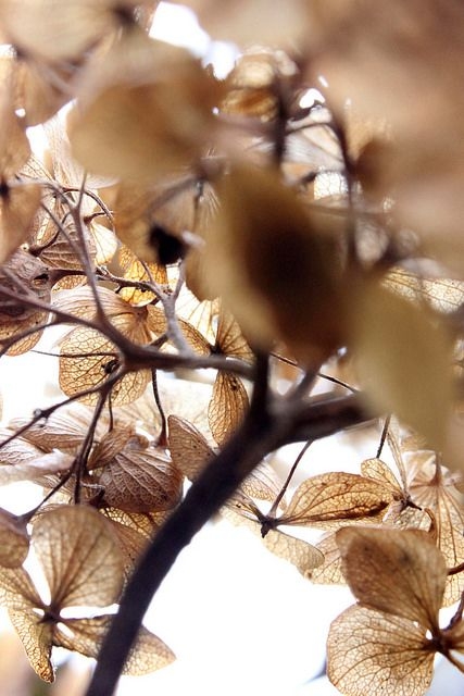 e86d6f3a10b7400c45c6fd7827d64d4d.jpg 方案配图,色彩意境,褐色,