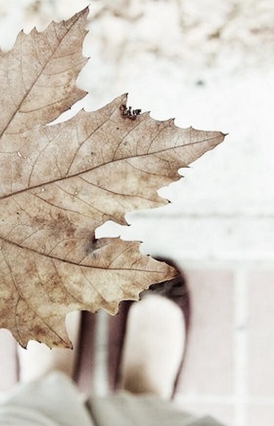 e7359526eb968407ad22ccef6bddbc04.jpg 方案配图,色彩意境,褐色,