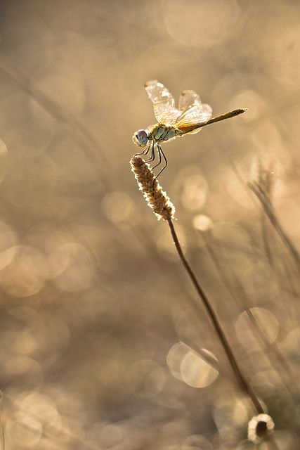 fbabae524b6f4962c43cdae3ea9b5431.jpg 方案配图,色彩意境,褐色,