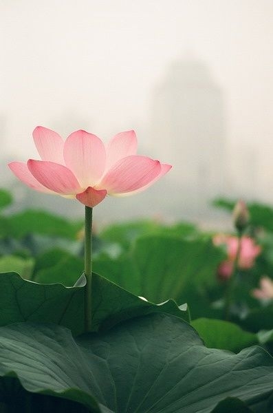 974b67878cbc00456eedd106cc889dc6.jpg 方案配图,国家元素,中国,