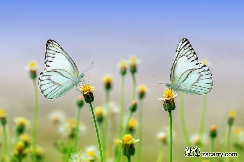 butterfly_insect_macro_animal_nature_spring_garden_park-665393.jpg 方案配图,格调渲染,唯美梦幻,