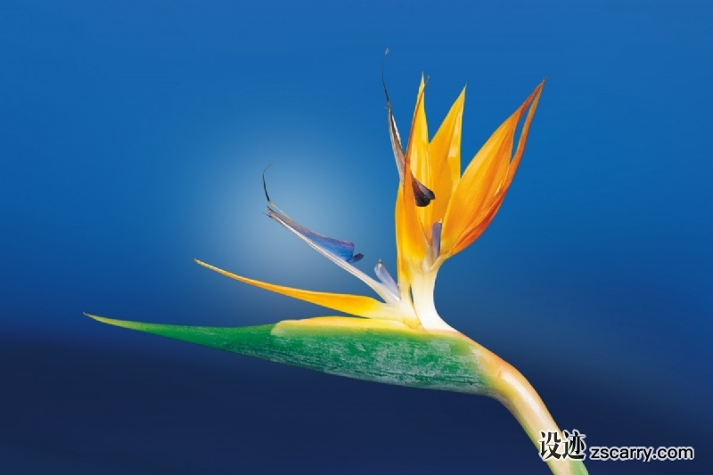 caudata_strelitzia_bird_of_paradise_flower_strelitzia_orchids_botanical_garden_africa_garden_exotic-1324094.jpg 方案配图,格调渲染,唯美梦幻,