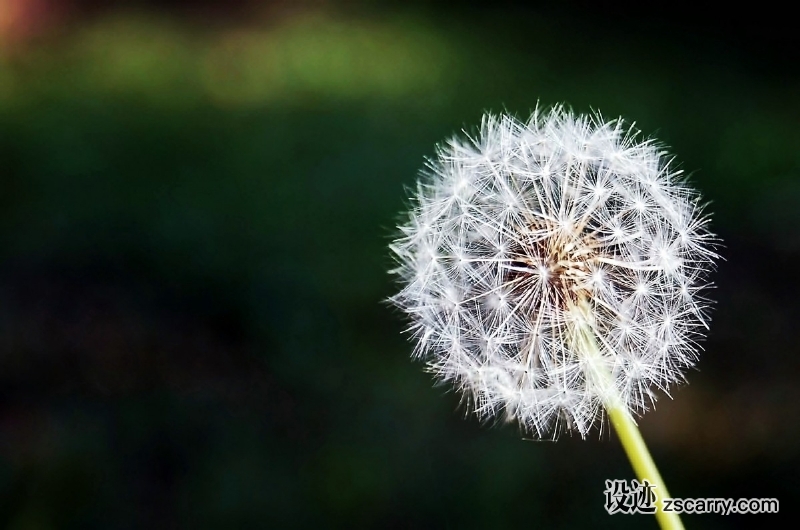 dandelion_flower_flowers_nature_spring_plant_plants_spring_garden-1022093.jpg 方案配图,格调渲染,唯美梦幻,