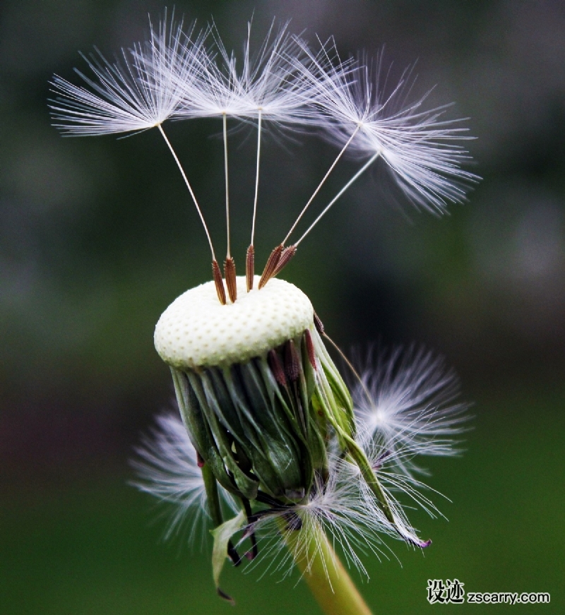 dandelion_seeds_nature_spring_flower_dandelion_seeds_close_summer-624054.jpg 方案配图,格调渲染,唯美梦幻,