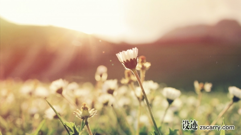 flower_spring_field_meadow_sunlight-9335.jpg 方案配图,格调渲染,唯美梦幻,