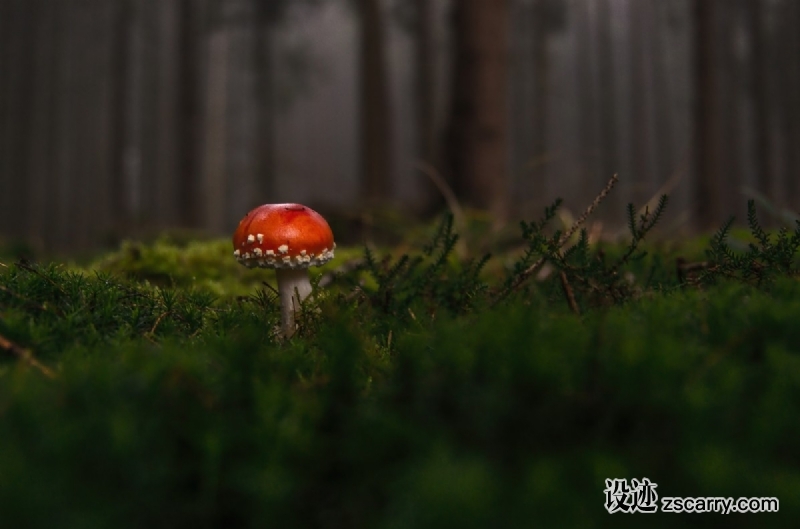 forest_fly_agaric_fog_moss_fliegenpilz_red_fly_agaric_mushroom_toxic_nature_lucky_guy-836601.jpg 方案配图,格调渲染,唯美梦幻,