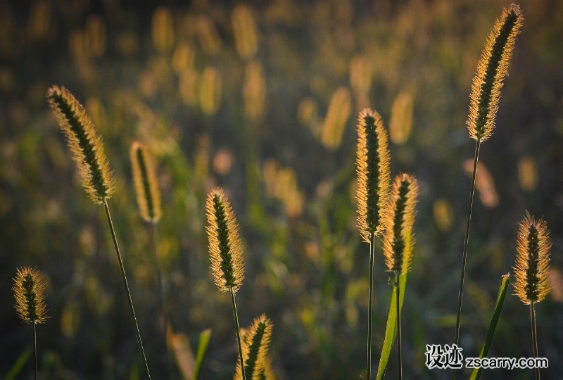 grass_sunset_nature_the_sun_west_landscape_evening_field-500073.jpg 方案配图,格调渲染,唯美梦幻,