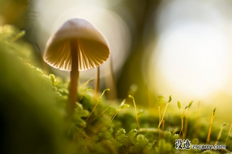 nature-grass-light-plant-sun-photography-9039-pxhere.com.jpg 方案配图,格调渲染,唯美梦幻,