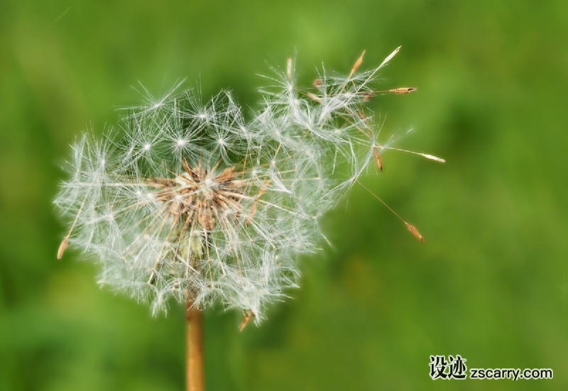 plant_nature_live-634145.jpg 方案配图,格调渲染,唯美梦幻,
