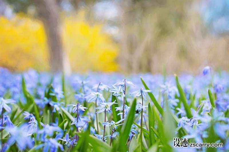 spring_flowers_country_nature_blossom_meadow_colorful-1076467.jpg 方案配图,格调渲染,唯美梦幻,