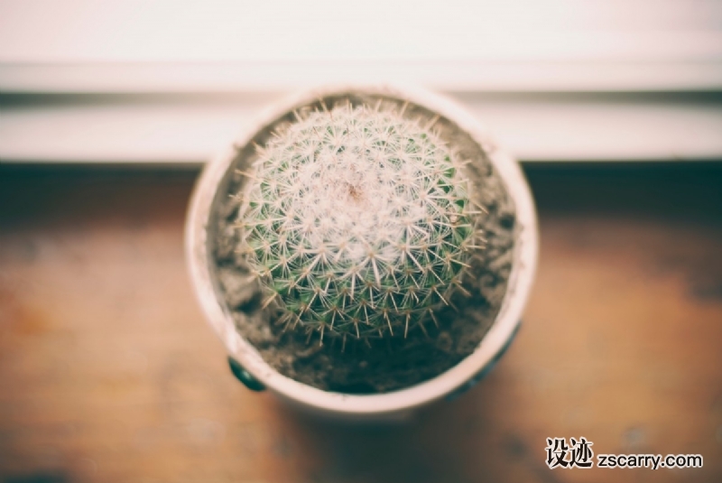 cactus_plant_pot_thorn-171.jpg 方案配图,格调渲染,怀旧复古,