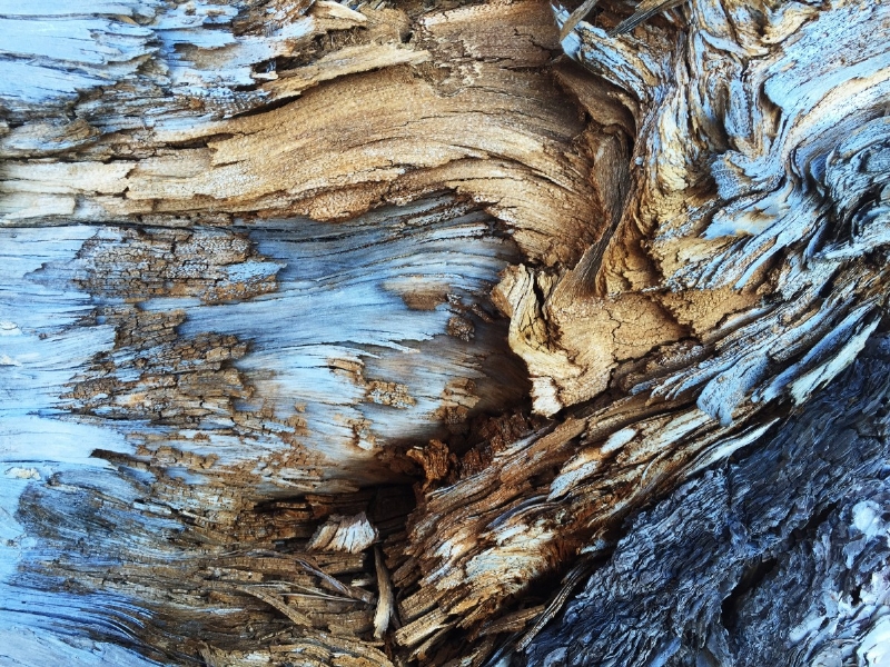 wood_bark_tree_abstract_texture-101041.jpg 参考素材,灵感来源,肌理效果,