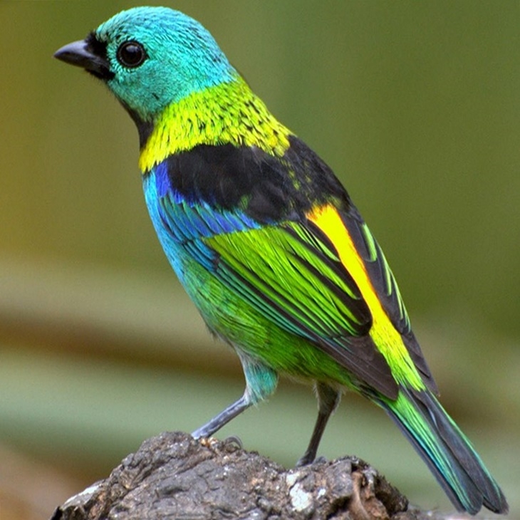 pala-cio-tangara-bird-tangara.jpg 参考素材,灵感来源,色彩搭配,