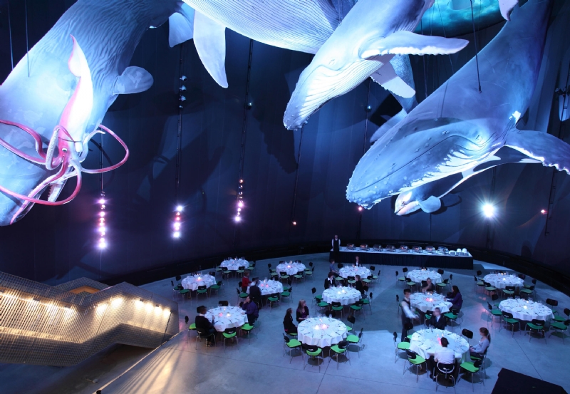 Ozeaneum_Stralsund_Behnisch_3_b.jpg 软装单品,办公,会议洽谈椅,