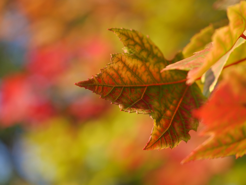 aaron-burden-tb4wis6XoQk-unsplash62fa.jpg 方案配图,格调渲染,唯美梦幻,