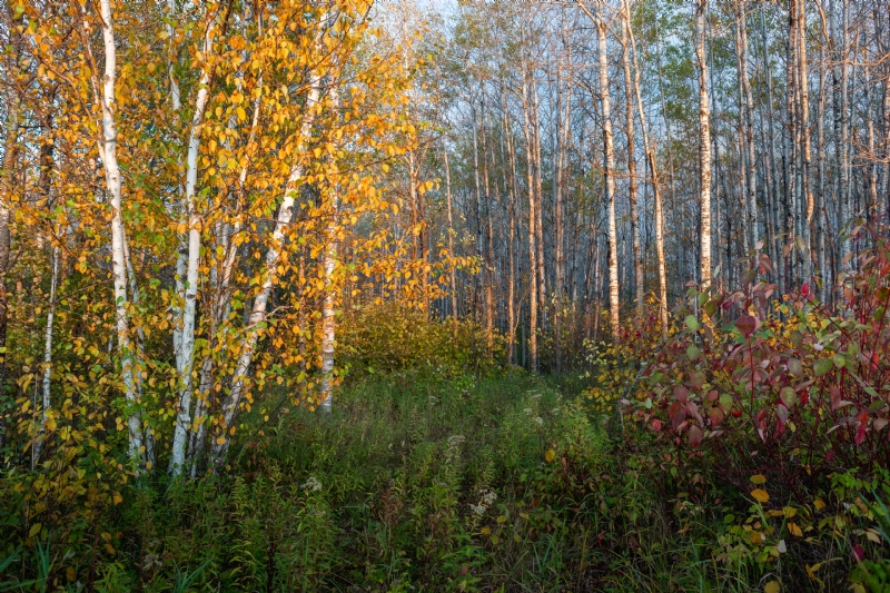 john-westrock-eFGtFEcXGFE-unsplash3417.jpg 方案配图,格调渲染,唯美梦幻,