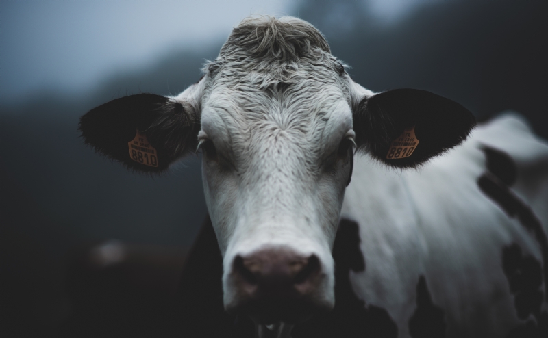 mathieu-bigard-AthzNSEcaU0-unsplashe648.jpg 方案配图,格调渲染,唯美梦幻,