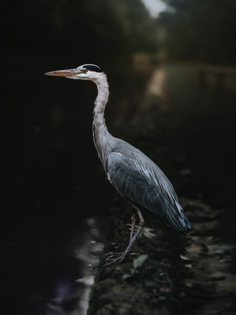 zoltan-tasi-UbN6jSrhbyw-unsplash08d4.jpg 方案配图,格调渲染,唯美梦幻,