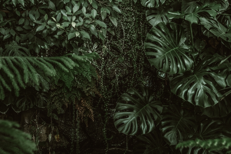 anton-darius-thesollers-H1ZUlh1lC7Q-unsplash6bc9.jpg 方案配图,色彩意境,绿色,