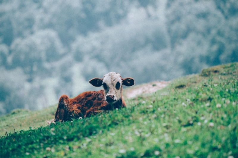 atul-vinayak-g-9ujzZyaEo-unsplash7574.jpg 方案配图,色彩意境,绿色,