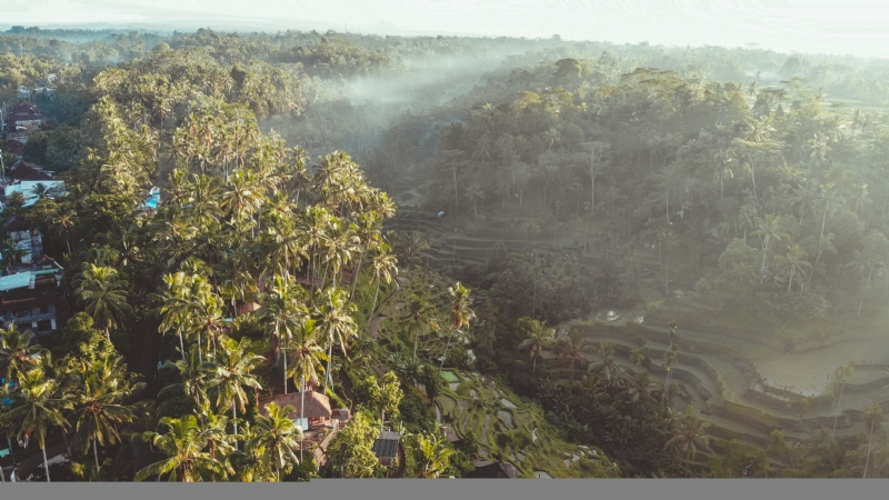 carles-rabada-BzV66T-YANk-unsplash28da.jpg 方案配图,色彩意境,绿色,