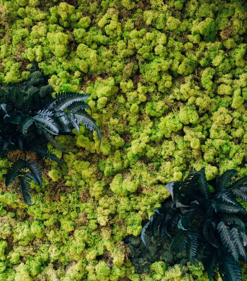 charles-8zqwvxx7jVo-unsplashb63b.jpg 方案配图,色彩意境,绿色,