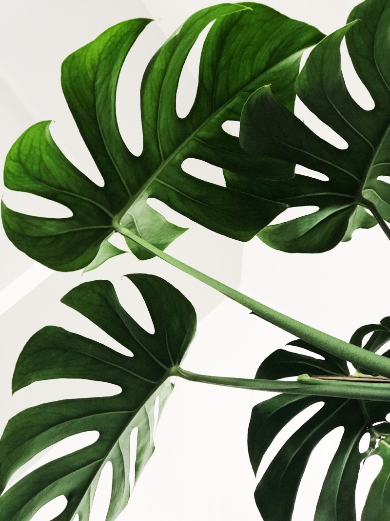 chris-lee-70l1tDAI6rM-unsplash2200.jpg 方案配图,色彩意境,绿色,