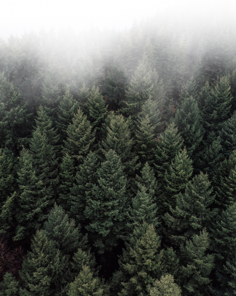 christopher-rusev-1Q9whdktZNU-unsplash5e26.jpg 方案配图,色彩意境,绿色,