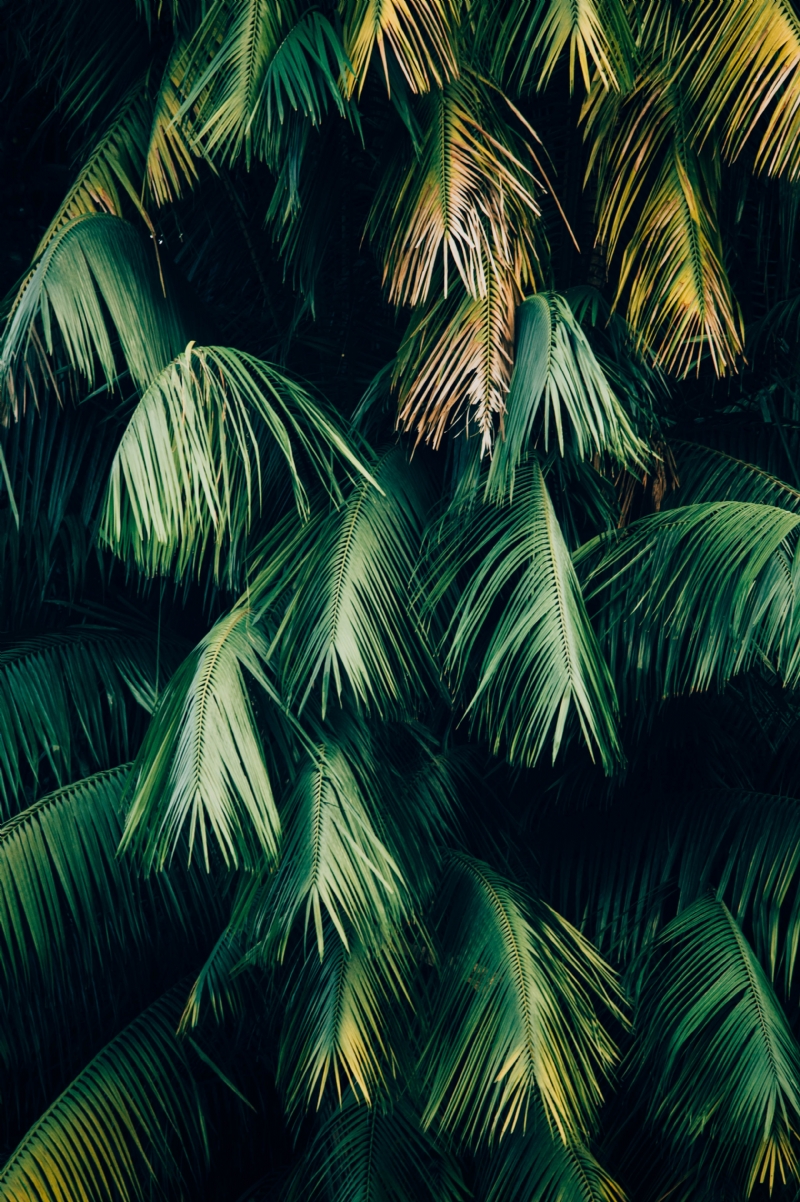 chuttersnap-Zs_EII3lr4o-unsplash8f9c.jpg 方案配图,色彩意境,绿色,