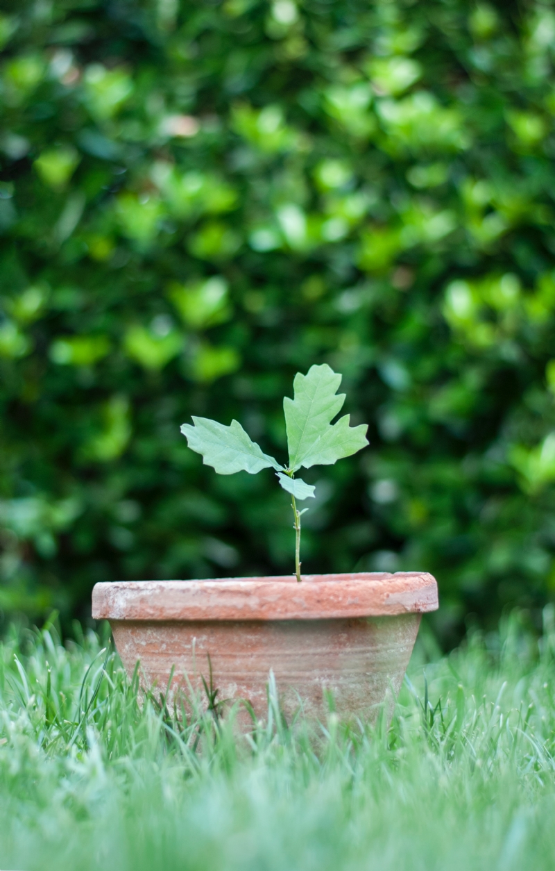 csaba-talaber-LcU7HnRDiEw-unsplash2b90.jpg 方案配图,色彩意境,绿色,