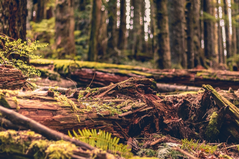 devin-h-LvH0rN_cPdA-unsplash3fae.jpg 方案配图,色彩意境,绿色,