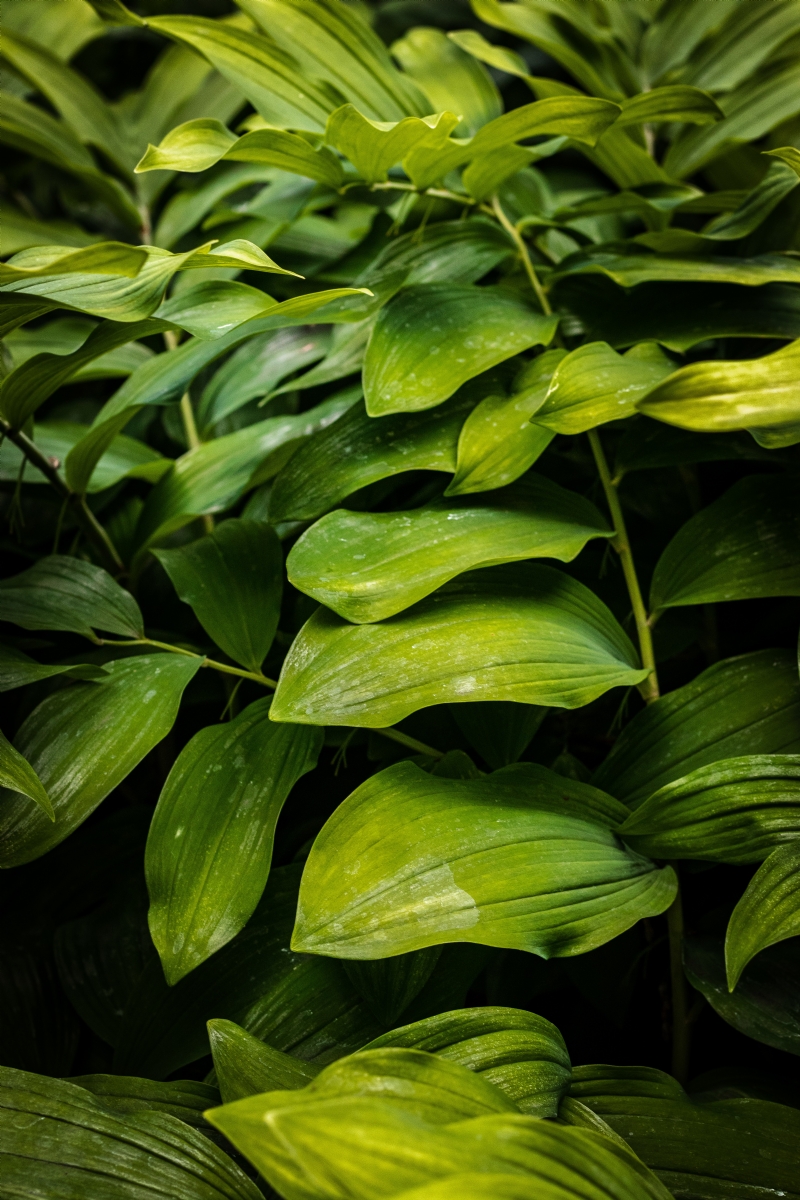 devin-h-MVOK5OYcTHk-unsplash8c39.jpg 方案配图,色彩意境,绿色,