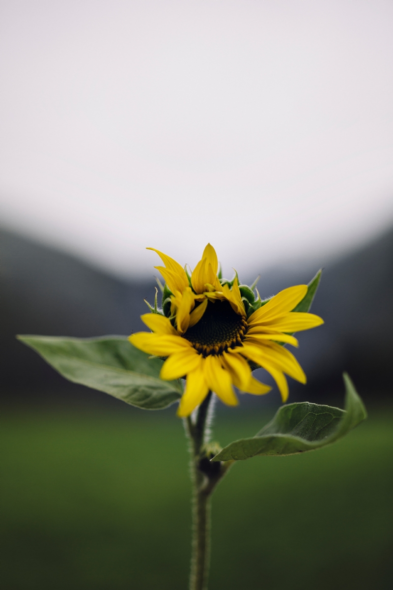 eberhard-grossgasteiger-1SRt8AI-feQ-unsplashd49f.jpg 方案配图,色彩意境,绿色,