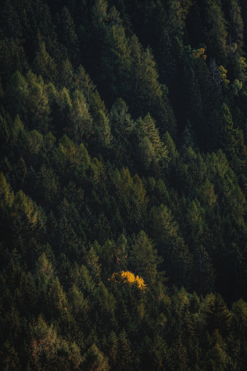 eberhard-grossgasteiger-IiH7Iq4Z1sE-unsplashff0b.jpg 方案配图,色彩意境,绿色,