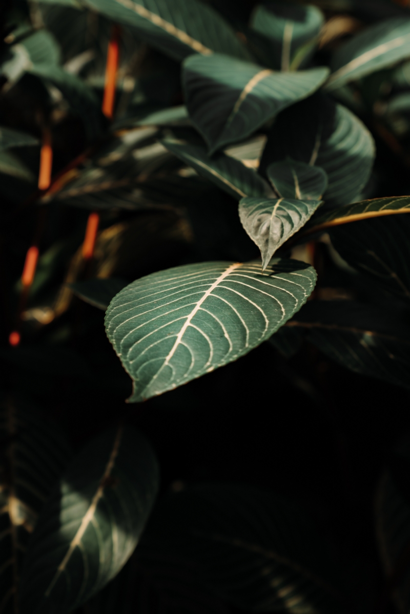 eriks-abzinovs-5DPrItN_5DE-unsplashe593.jpg 方案配图,色彩意境,绿色,