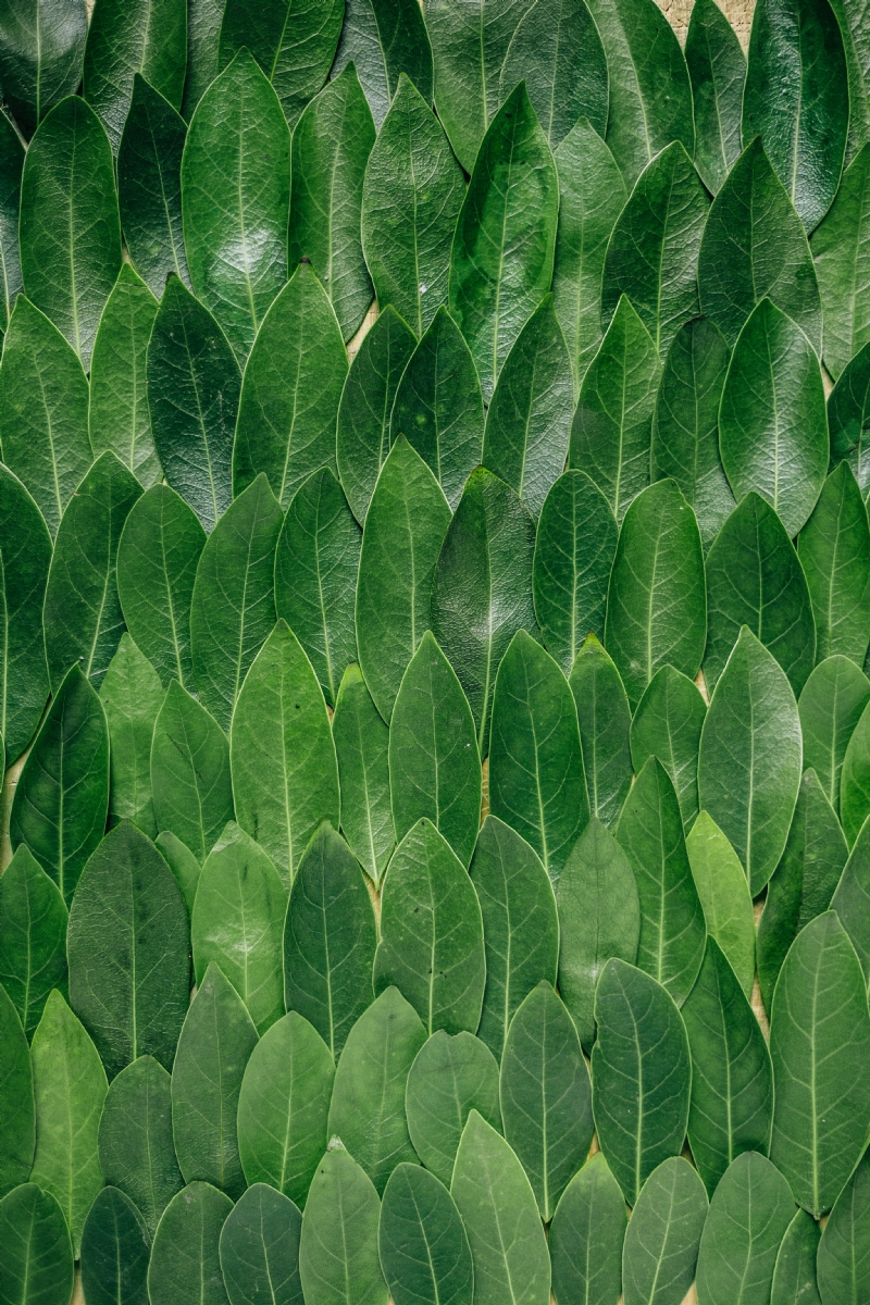 erol-ahmed-wKTF65TcReY-unsplash60bd.jpg 方案配图,色彩意境,绿色,