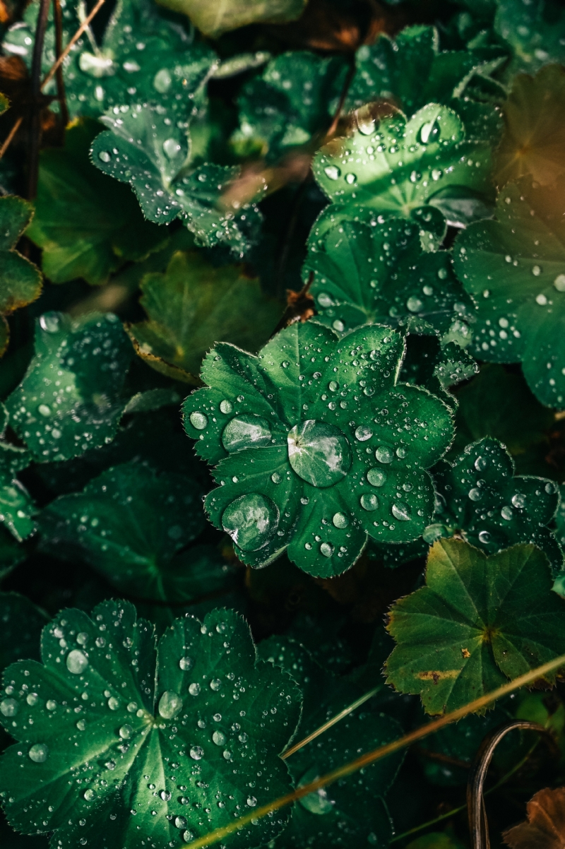 gaelle-marcel-ixgflkNu_Xw-unsplash2fd7.jpg 方案配图,色彩意境,绿色,