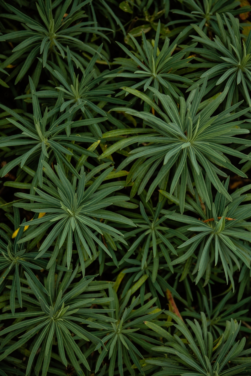 hybrid-MtWiHgRTZ4E-unsplash00b0.jpg 方案配图,色彩意境,绿色,