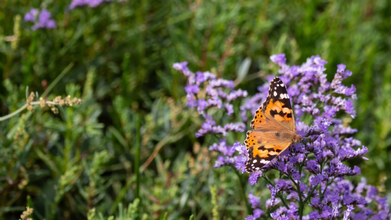 kai-dahms-3r5wkSkndNo-unsplasha6ac.jpg 方案配图,色彩意境,绿色,